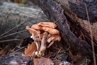 Wood wide web